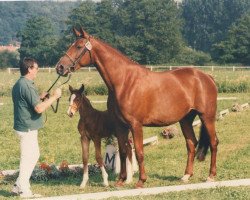 broodmare Granada (Zweibrücken, 1988, from Grandus)