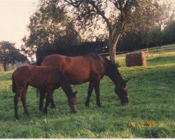 broodmare Gilla (Westphalian, 1975, from Gottlob)