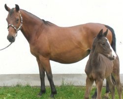 broodmare Annabell (Zweibrücken, 1987, from Alpha)