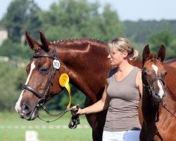 broodmare Alisa (Zweibrücken, 1997, from Alexis Z)