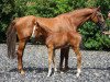 broodmare Chaluna (Zweibrücken, 2008, from Ciacomo)