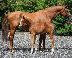 broodmare Chaluna (Zweibrücken, 2008, from Ciacomo)