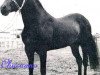 Deckhengst Chucuano (Paso Fino, 1960, von Caribe)