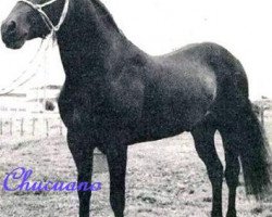 Deckhengst Chucuano (Paso Fino, 1960, von Caribe)