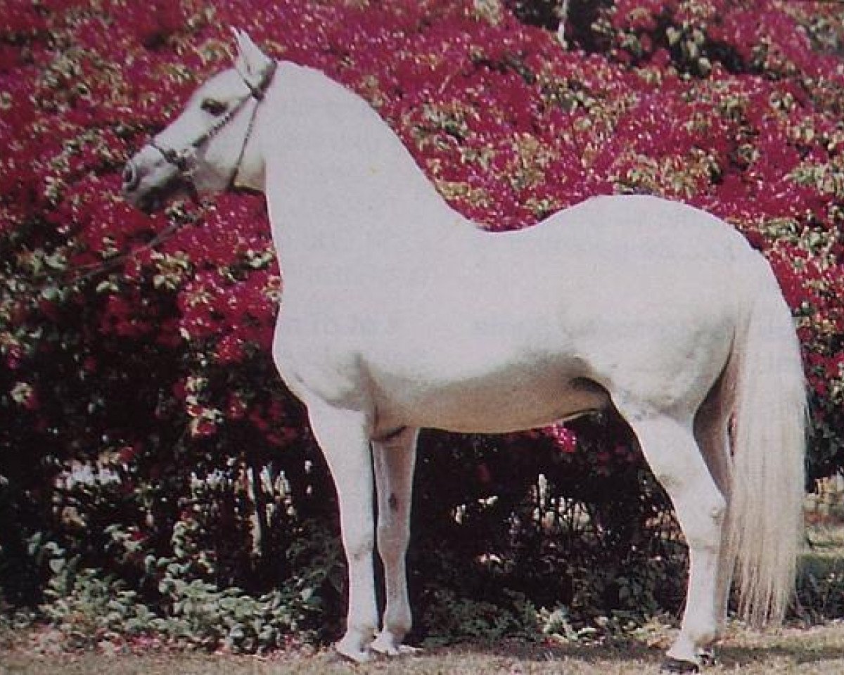 stallion Plebeyo (Paso Fino, 1970, from Chucuano)