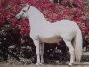 stallion Plebeyo (Paso Fino, 1970, from Chucuano)