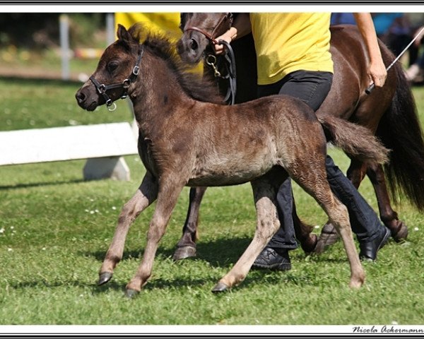 broodmare Makita vom Olendiek (Dt.Part-bred Shetland pony, 2015, from Megasthenes Classic Reward)