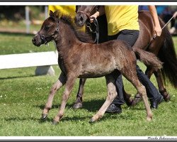 broodmare Makita vom Olendiek (Dt.Part-bred Shetland pony, 2015, from Megasthenes Classic Reward)