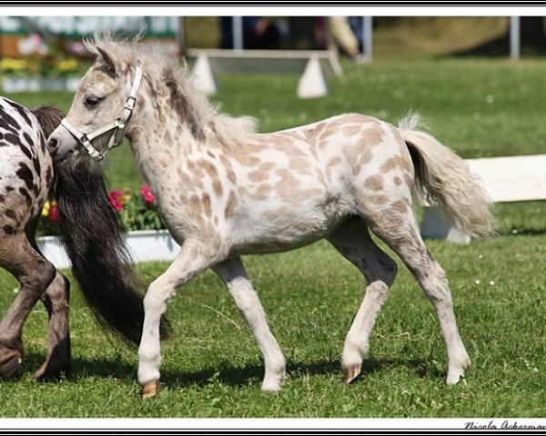 Pferd Jeanna vom Olendiek (Dt.Part-bred Shetland Pony, 2015, von Willi Weitblick)