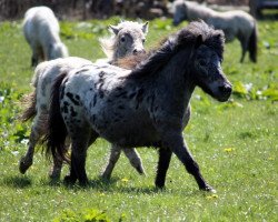 broodmare Jessy (Dt.Part-bred Shetland pony, 2002, from Fuzzy)