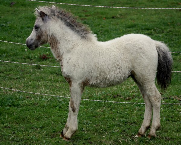 horse Amarula vom Olendiek (Dt.Part-bred Shetland pony, 2016, from Few Spot)