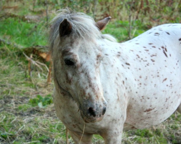 broodmare Shakira van Dyck (Dt.Part-bred Shetland pony, 2002, from Kerswell Golden Son)