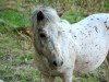 broodmare Shakira van Dyck (Dt.Part-bred Shetland pony, 2002, from Kerswell Golden Son)