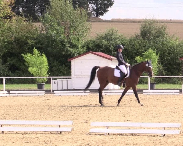 Reitturnier Menden 2019