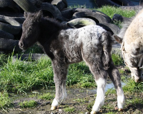 horse Svala vom Olendiek (Dt.Part-bred Shetland pony, 2016, from Few Spot)