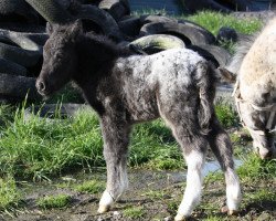 Pferd Svala vom Olendiek (Dt.Part-bred Shetland Pony, 2016, von Few Spot)