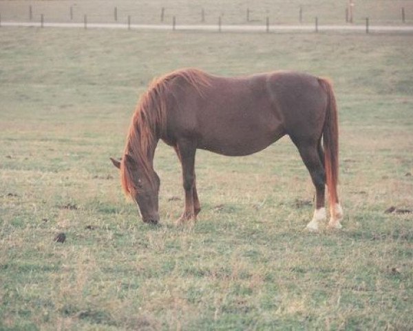 broodmare Fonzie (Rocky Mountain Horse,  )