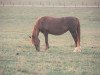 broodmare Fonzie (Rocky Mountain Horse,  )