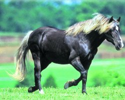 stallion Dock (Rocky Mountain Horse,  , from Choco)