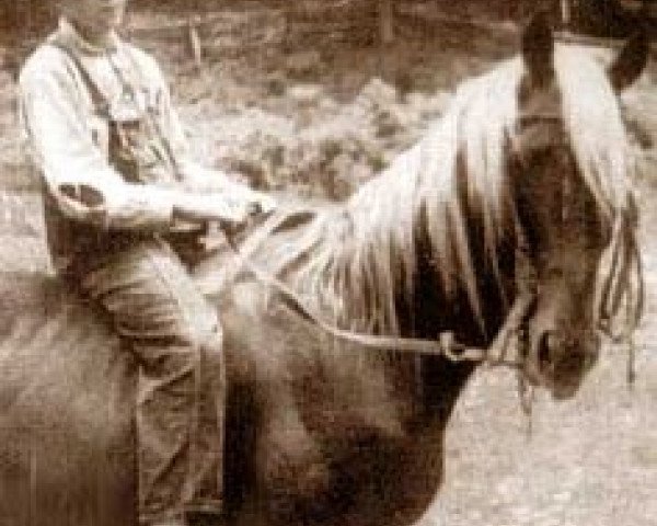 Deckhengst Old Tobe (Rocky Mountain Horse, 1927)