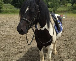 Pferd Katie (Tinker-Mix / Pinto Tinker / Crossbreed)