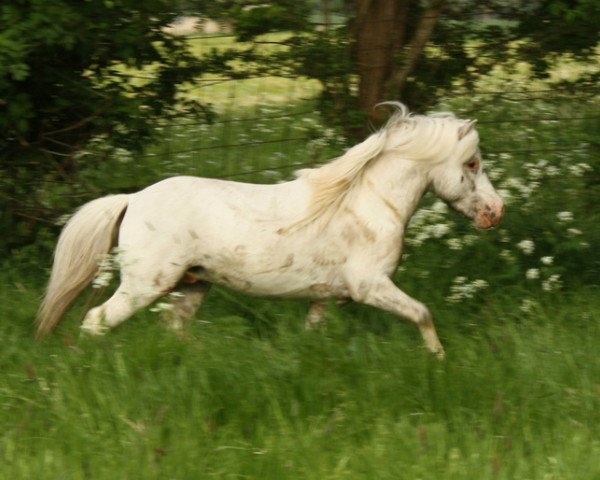 stallion Few Spot (Dt.Part-bred Shetland pony, 2010, from Flamenco)