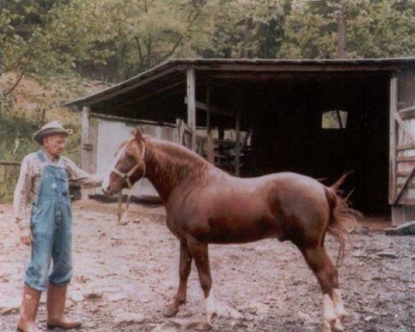 stallion Smith's Ginger (Rocky Mountain Horse, 1963)