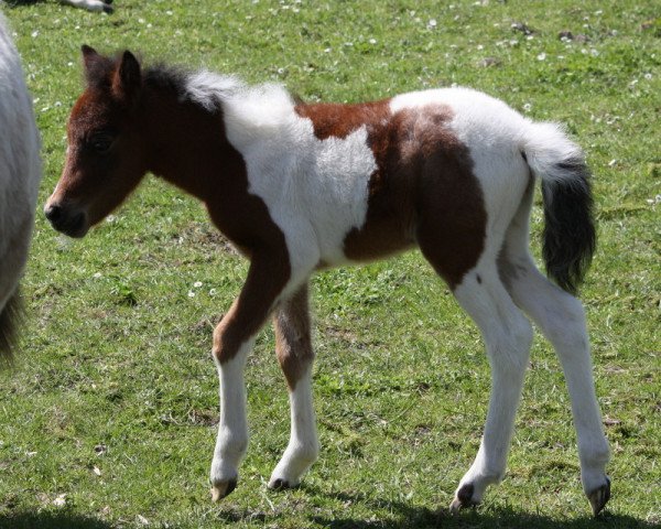 Pferd Alani vom Olendiek (Deutsches Classic Pony, 2016, von Few Spot)