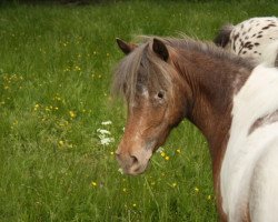 broodmare Alma vom Olendiek (German Classic Pony, 2012, from Just Dance vom Regenbogen)