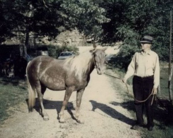 Zuchtstute Lucy U836 (Rocky Mountain Horse,  , von WOOSLEYS ROCKY)