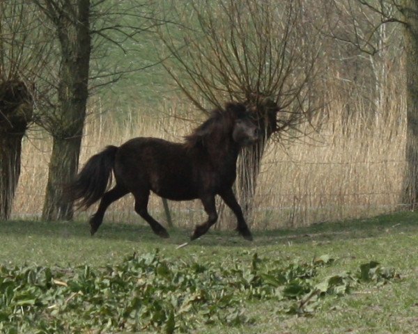 Zuchtstute Motte vom Olendiek (Dt.Part-bred Shetland Pony, 2011, von Willi Weitblick)