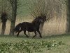 broodmare Motte vom Olendiek (Dt.Part-bred Shetland pony, 2011, from Willi Weitblick)