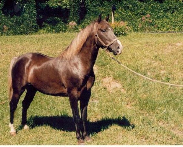 stallion Buddy Roe (Rocky Mountain Horse,  , from Sewell's Sam)