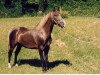 stallion Buddy Roe (Rocky Mountain Horse,  , from Sewell's Sam)