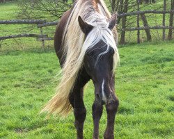 Deckhengst Risky Business (Rocky Mountain Horse, 2004, von Hurricane George)