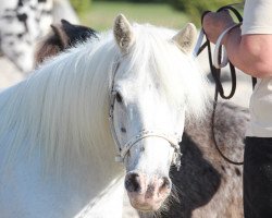 Zuchtstute Allegra van Dyck (Dt.Part-bred Shetland Pony, 2001, von Admiral)