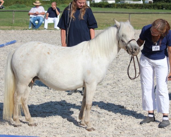 Zuchtstute Amber vom Olendiek (Dt.Part-bred Shetland Pony, 2008, von Willi Weitblick)