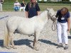 broodmare Amber vom Olendiek (Dt.Part-bred Shetland pony, 2008, from Willi Weitblick)