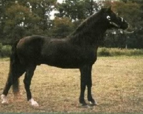 stallion Kilburn's Chocolate Sundown (Rocky Mountain Horse, 1967, from Tobe)