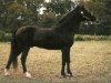 stallion Kilburn's Chocolate Sundown (Rocky Mountain Horse, 1967, from Tobe)