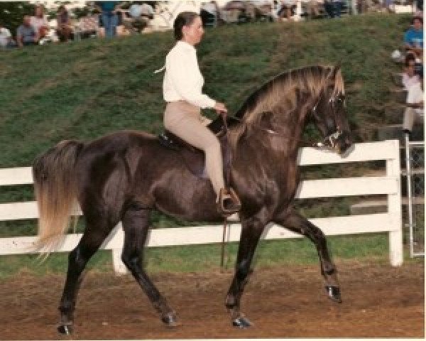 stallion Nuncio (Rocky Mountain Horse, 1982, from Kilburn's Chocolate Sundown)