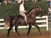 stallion Nuncio (Rocky Mountain Horse, 1982, from Kilburn's Chocolate Sundown)