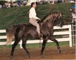 Deckhengst Nuncio (Rocky Mountain Horse, 1982, von Kilburn's Chocolate Sundown)