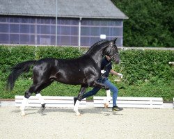 stallion Jay Destino (Oldenburg, 2014, from Danciano)