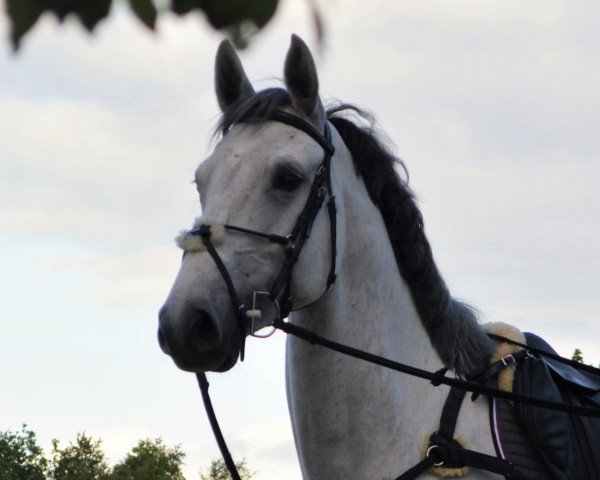 jumper Cassandra 370 (Holsteiner, 2010, from Quirado 5)