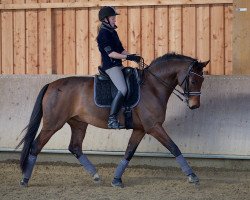 dressage horse Fernet 56 (Westphalian, 2005, from Floresco NRW)