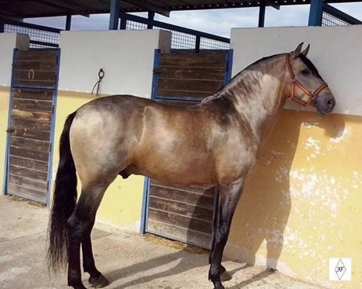 Deckhengst Naranjito XLVII (Pura Raza Espanola (PRE), 2011, von Nelsito JV)