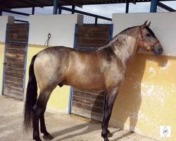 stallion Naranjito XLVII (Pura Raza Espanola (PRE), 2011, from Nelsito JV)