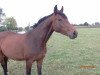 broodmare Checkland’s High Hopes (Oldenburg show jumper, 2013, from Checkland)