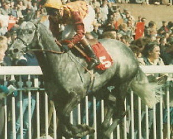 stallion Grey Desire xx (Thoroughbred, 1980, from Habat xx)